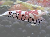 235　R【決算スペシャル】新種系色々MIX時々チョイパ100連発！！