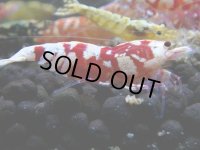 235　R【決算スペシャル】新種系色々MIX時々チョイパ100連発！！