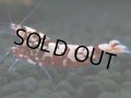 301　H【決算スペシャル】初入荷！Fan shrimp レッドシュガー