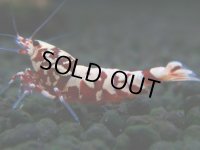 301　H【決算スペシャル】初入荷！Fan shrimp レッドシュガー