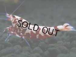 画像1: 301　H【決算スペシャル】初入荷！Fan shrimp レッドシュガー