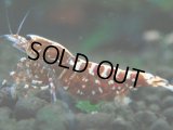 346　P【決算スペシャル】Fan shrimp レッドギャラクシー ミドルハイ！