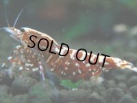 346　P【決算スペシャル】Fan shrimp レッドギャラクシー ミドルハイ！