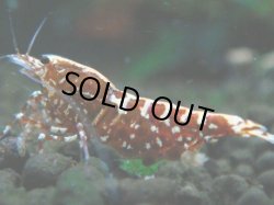 画像1: 346　P【決算スペシャル】Fan shrimp レッドギャラクシー ミドルハイ！