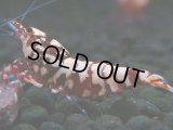 307　H【決算スペシャル】初入荷！Fan shrimp レッドシュガー