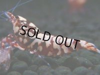 307　H【決算スペシャル】初入荷！Fan shrimp レッドシュガー