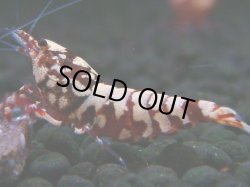 画像1: 307　H【決算スペシャル】初入荷！Fan shrimp レッドシュガー