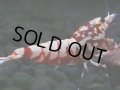 308　H【決算スペシャル】初入荷！Fan shrimp レッドシュガー