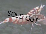 308　H【決算スペシャル】初入荷！Fan shrimp レッドシュガー