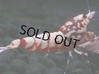 308　H【決算スペシャル】初入荷！Fan shrimp レッドシュガー