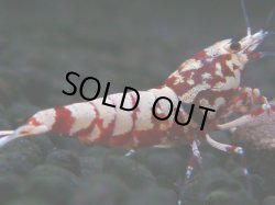 画像1: 308　H【決算スペシャル】初入荷！Fan shrimp レッドシュガー
