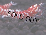 429　R【決算スペシャル】コスパ連発！！レッドファンシータイガーねらって！