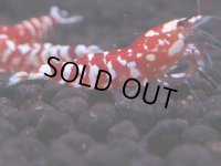 429　R【決算スペシャル】コスパ連発！！レッドファンシータイガーねらって！