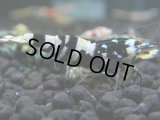 223　R【決算スペシャル】新種系色々MIX時々チョイパ100連発！！