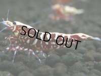 343　P【決算スペシャル】Fan shrimp レッドギャラクシー ミドルハイ！