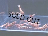 1012　H【決算スペシャル！】Fan Shrimp レッドシュガー大量ブリードセット！ 画像プラケ内丸ごとセット