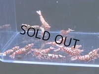 1012　H【決算スペシャル！】Fan Shrimp レッドシュガー大量ブリードセット！ 画像プラケ内丸ごとセット