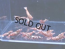 画像1: 1012　H【決算スペシャル！】Fan Shrimp レッドシュガー大量ブリードセット！ 画像プラケ内丸ごとセット