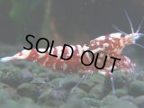 306　H【決算スペシャル】初入荷！Fan shrimp レッドシュガー