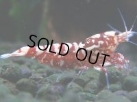 306　H【決算スペシャル】初入荷！Fan shrimp レッドシュガー