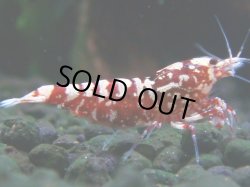 画像1: 306　H【決算スペシャル】初入荷！Fan shrimp レッドシュガー