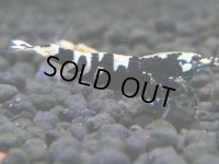 262　R【決算スペシャル】新種系色々MIX時々チョイパ100連発！！