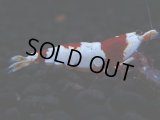 504　H【決算スペシャル】本日到着！アワードチャンプ シュリンプMASA 涼風とグラチャンバトル必至！