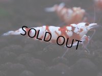 423　R【決算スペシャル】コスパ連発！！レッドファンシータイガーねらって！