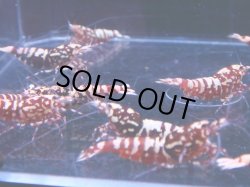 画像3: 1012　H【決算スペシャル！】Fan Shrimp レッドシュガー大量ブリードセット！ 画像プラケ内丸ごとセット