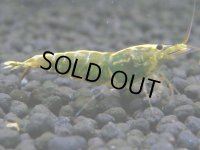 250　R【決算スペシャル】新種系色々MIX時々チョイパ100連発！！