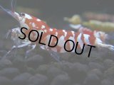 247　R【決算スペシャル】新種系色々MIX時々チョイパ100連発！！
