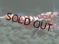 305　H【決算スペシャル】初入荷！Fan shrimp レッドシュガー