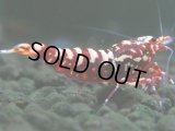 305　H【決算スペシャル】初入荷！Fan shrimp レッドシュガー