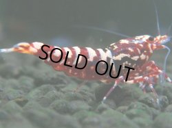 画像1: 305　H【決算スペシャル】初入荷！Fan shrimp レッドシュガー