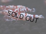 407　R【決算スペシャル】コスパ連発！！レッドファンシータイガーねらって！