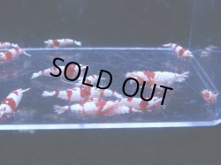 画像2: 1011　H【決算スペシャル！】アワード優勝ブランドが初登場！シュリンプMASA 小さ目小型水槽でじっくり向き限定1セットのみ！ 画像プラケ内丸ごとセット