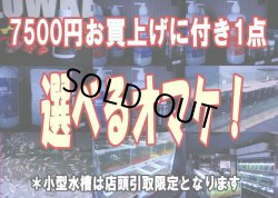 画像1: 7500円お買上げに付き1点 選べるオマケ！