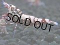 147　H【20期目突入記念！】Fan shrimp ド派手系！！レッドシュガー超特価！