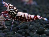 147　H【20期目突入記念！】Fan shrimp ド派手系！！レッドシュガー超特価！