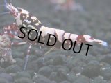 147　H【20期目突入記念！】Fan shrimp ド派手系！！レッドシュガー超特価！