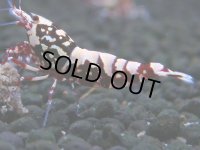 147　H【20期目突入記念！】Fan shrimp ド派手系！！レッドシュガー超特価！
