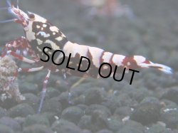 画像1: 147　H【20期目突入記念！】Fan shrimp ド派手系！！レッドシュガー超特価！