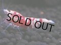 096　H【20期目突入記念！】コスパもある！！新種系色々MIXお宝発見50連発！！