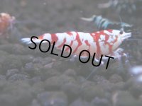 060　H【20期目突入記念！】コスパもある！！新種系色々MIXお宝発見50連発！！