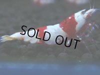 049　H【20期目突入記念！】ブランドレッドビー！三好池のトシ