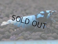 099　H【20期目突入記念！】コスパもある！！新種系色々MIXお宝発見50連発！！