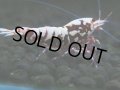 145　H【20期目突入記念！】Fan shrimp ド派手系！！レッドシュガー超特価！