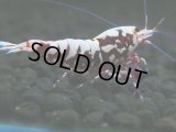 145　H【20期目突入記念！】Fan shrimp ド派手系！！レッドシュガー超特価！