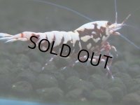 145　H【20期目突入記念！】Fan shrimp ド派手系！！レッドシュガー超特価！