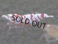 090　H【20期目突入記念！】コスパもある！！新種系色々MIXお宝発見50連発！！